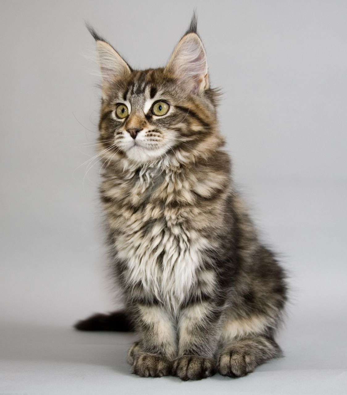 The Maine Coon